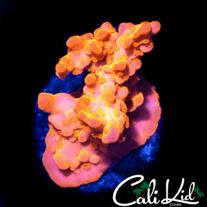 CK FLAMIN SETOSA
