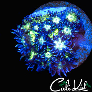 AQUACULTURED GLITTER BOMB GONI