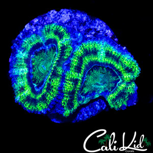 BLACK OUT ACAN DOUBLE