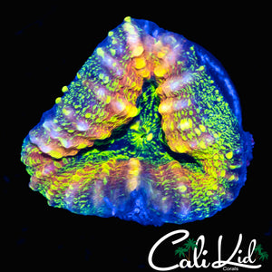 BEAUTIFUL RAINBOW WARTSKIN LOBO