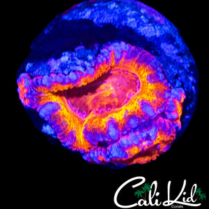 ULTIMATE RAINBOW ACAN TRIPLE