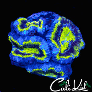 PURPLE RING ACAN QUAD