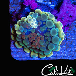 AMAZING RAINBOW BUBBLE YUMA