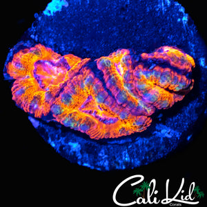 RAINBOW MORPH ACAN QUAD
