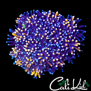 GOLDEN GALAXIA