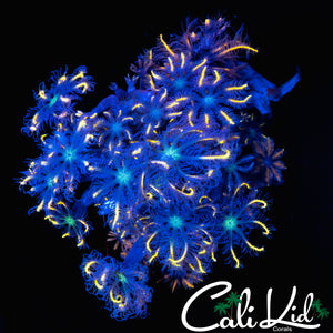 RAINBOW CLOVES CHUNK