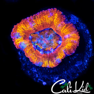 BEAUITFUL RAINBOW ACAN MORPH
