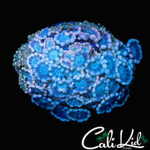 PASTEL RAINBOW ALVEOPORA