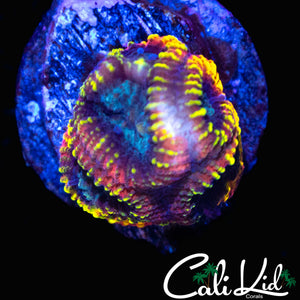 CK ELECTRIC DAISY FAVIA