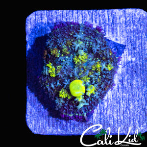BEN'S PRIIVATE COLLECTION BOUNCE MUSHROOM