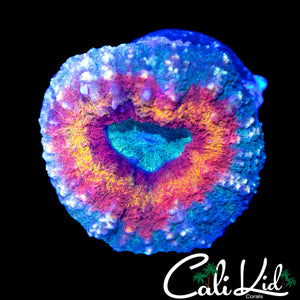 RAINBOW RING LOBO
