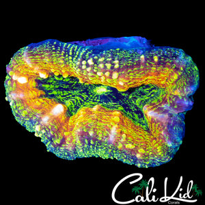 RAINBOW WARTSKIN LOBO
