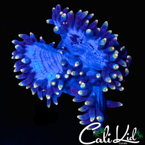 CK BLUE MAGOO ELEGANCE