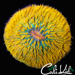 BEN'S PRIVATE COLLECTION RAINBOW FUNGIA
