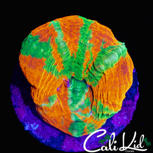INSANE PATTERN REVERSE BLEEDING APPLE SCOLY