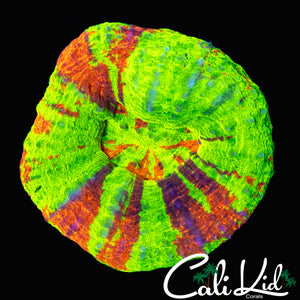 BLINDING 4 COLOR SCOLY