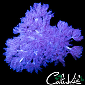 PULSATING XENIA MINI COLONY