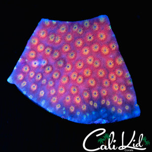 RAINBOW RIM CYPHASTREA