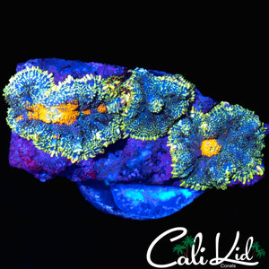 SUN SPOT RHODACTIS TRIPLE