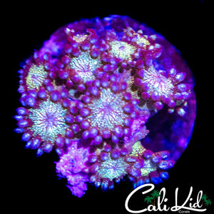 PURPLE GLITTER GONI