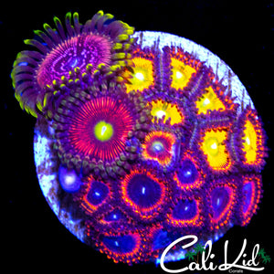 ASSORTED ZOA COLONY