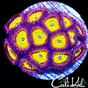 ASSORTED ZOA COLONY