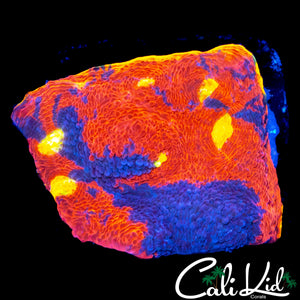 RAINBOW CHALICE CHUNK