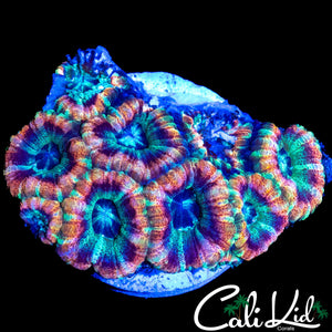 RAINBOW ASIAN ACAN COLONY