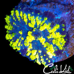 CK BLUE THUNDER F*CK BOUNCE SHROOM
