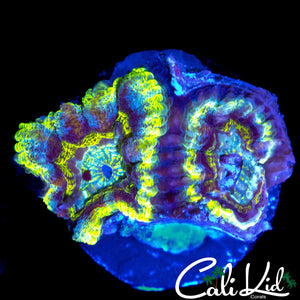ASIAN ACAN DOUBLE