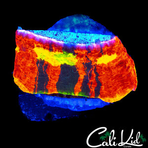 SC DYNAMITE CHALICE FRAG