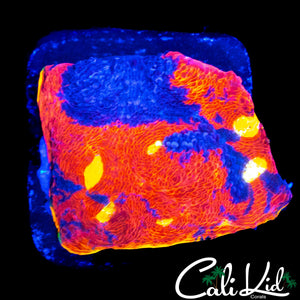 RAINBOW CHALICE CHUNK