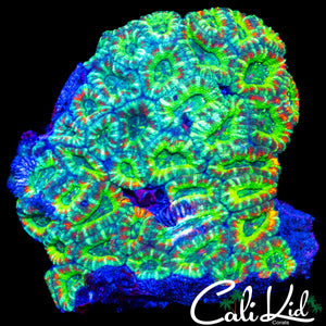 LARGE ASIAN ACAN COLONY