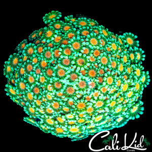 BULLS EYE ALVEOPORA COLONY