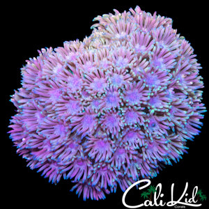 FAIRY DUST GONI COLONY