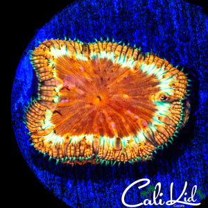 GOLD RIM BLASTO W/ BABIES