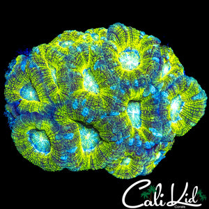 ULTRA ASIAN ACAN COLONY