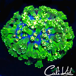 ULTRA PETAL ALVEOPORA
