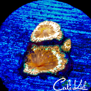 RARE GOLDEN BLASTO TRIPLE