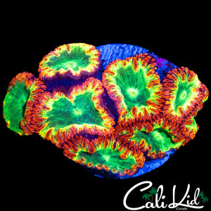 SUPER BRIGHT BLASTO COLONY