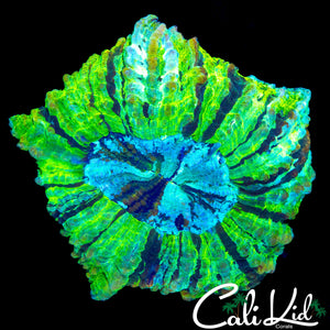 ULTRA STRIPE MEAT CORAL