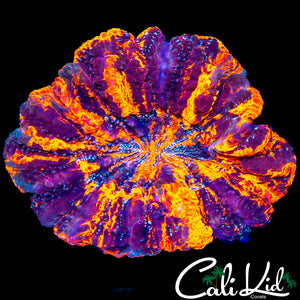 PATCHWORK SPECKLED MEAT CORAL