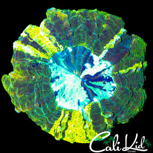 50/50 ULTRA ACANTHO