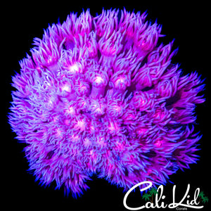 SHAGGY BI COLOR GONI COLONY