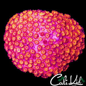 SCARLETT GONI COLONY