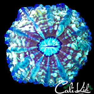 BEAUTIFUL PATTERN INDOPHYLLIA