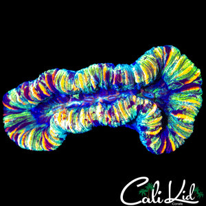 ULTRA RAINBOW WELSO