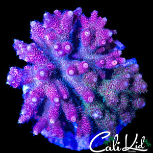 GRAFTED TYPE MILLI COLONY