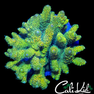 ULTLRA RAINBOW MILLI COLONY