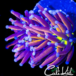 CK TIGER KNICKS TORCH